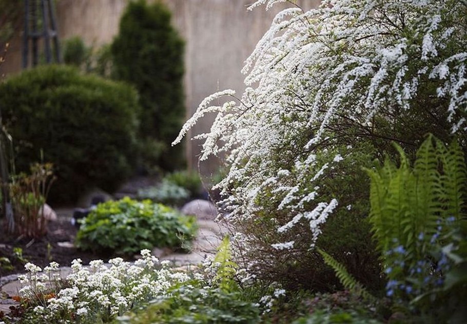 Спирея серая Grefsheim