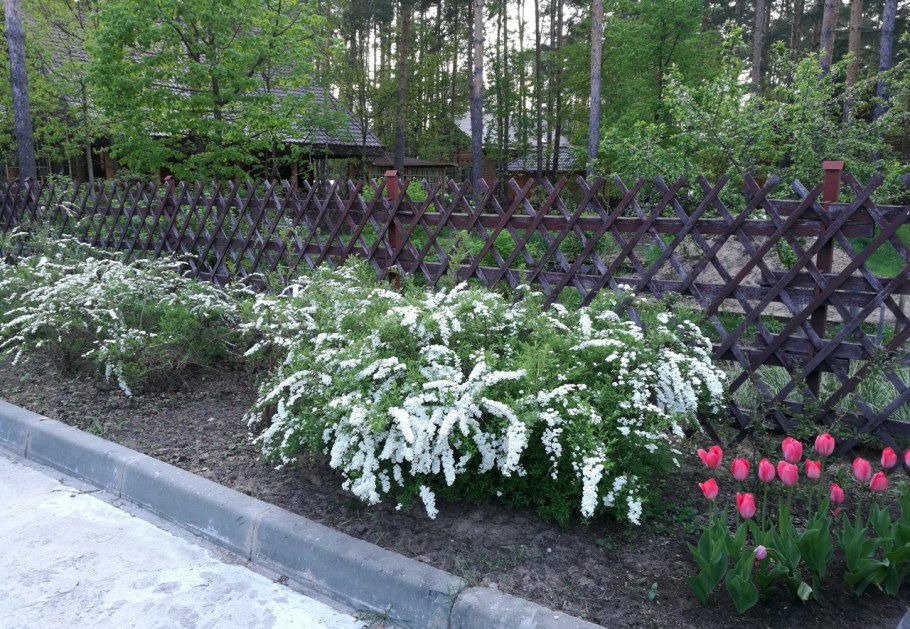 Спирея серая