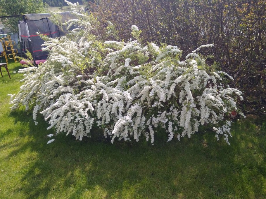 Спирея серая Грефшейм