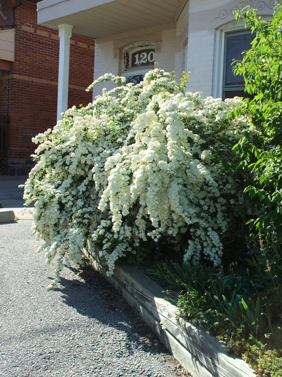 Спирея Грефшейм