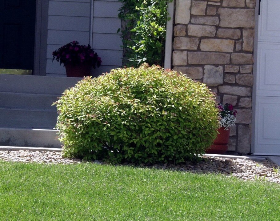 Спирея серая шаровидная