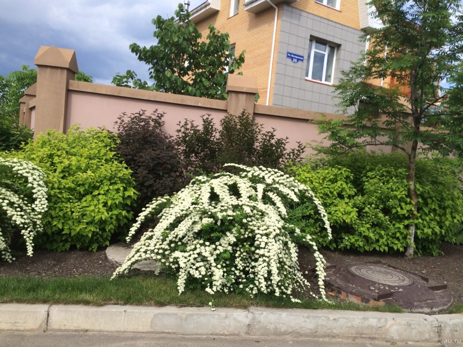 Спирея серая Грефшейм