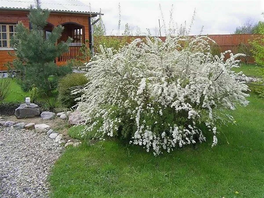 Спирея серая Казиу