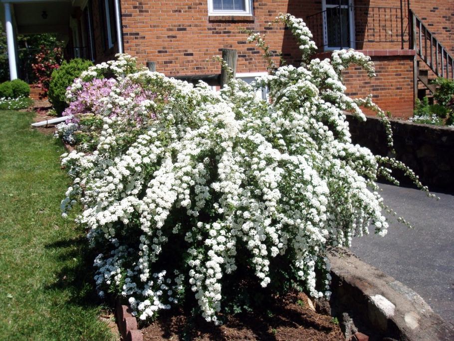 Спирея Вангутта (Spiraea vanhouttei)