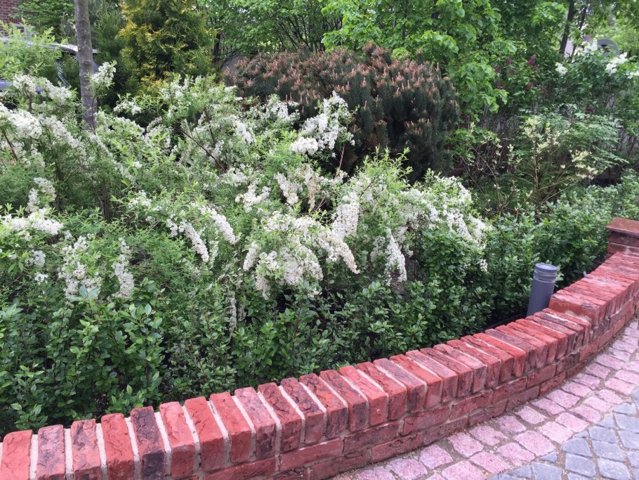 Спирея Грефшейм Живая изгородь