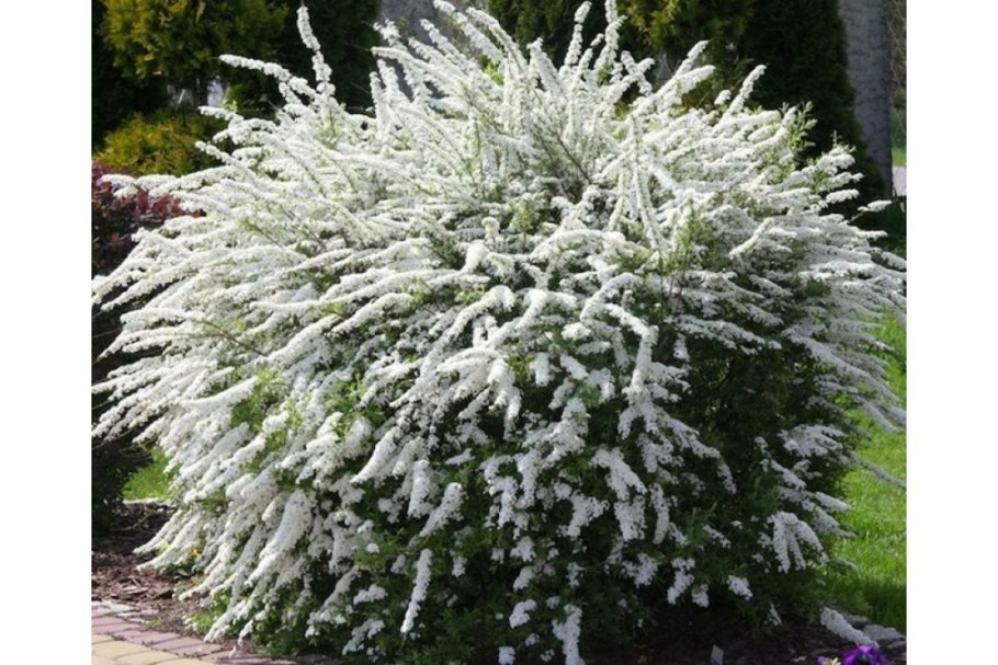 Спирея серая Grefsheim