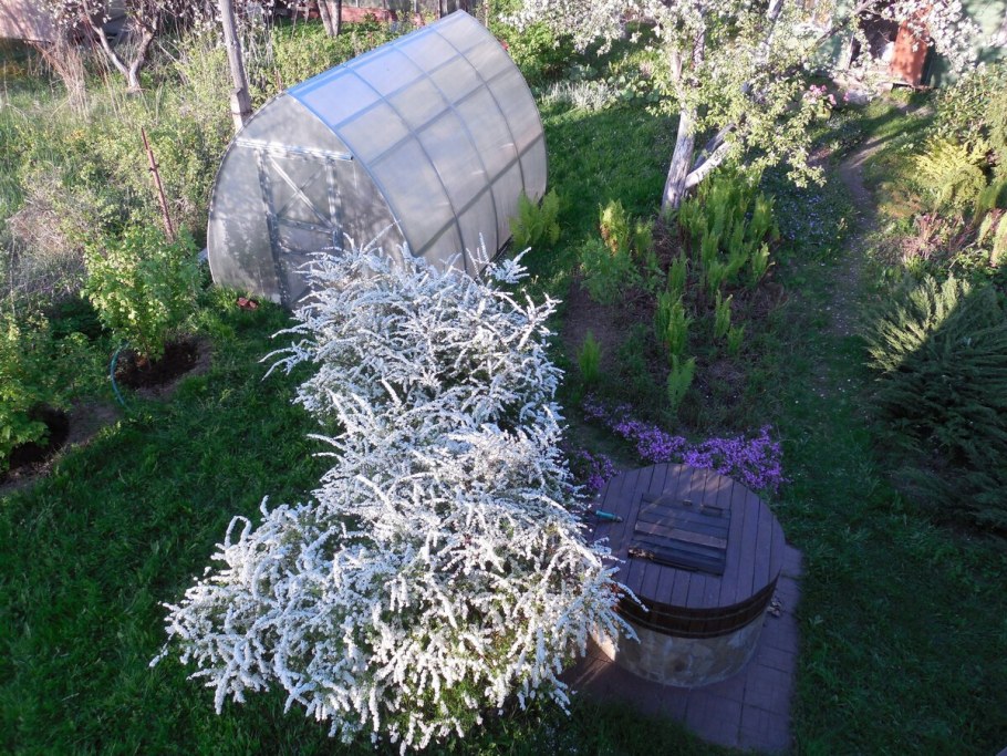 Спирея Грефшейм