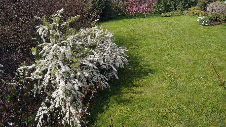 Спирея Грефшейм