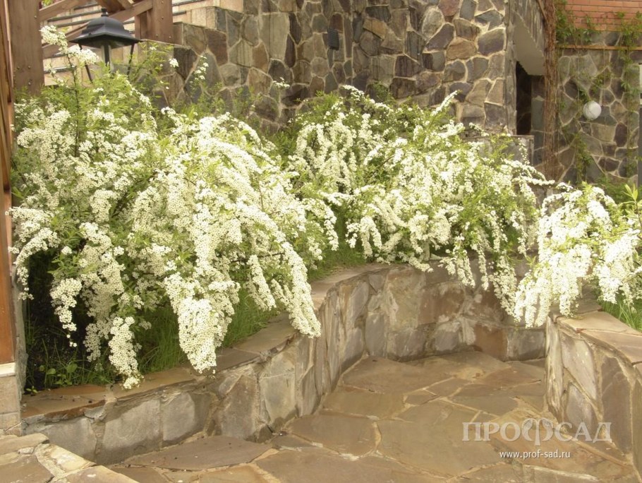 Спирея Грефшейм розовая