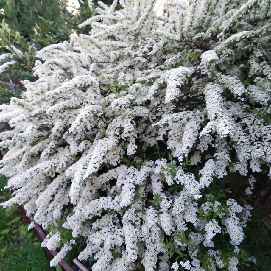 Спирея серая Грефшейм