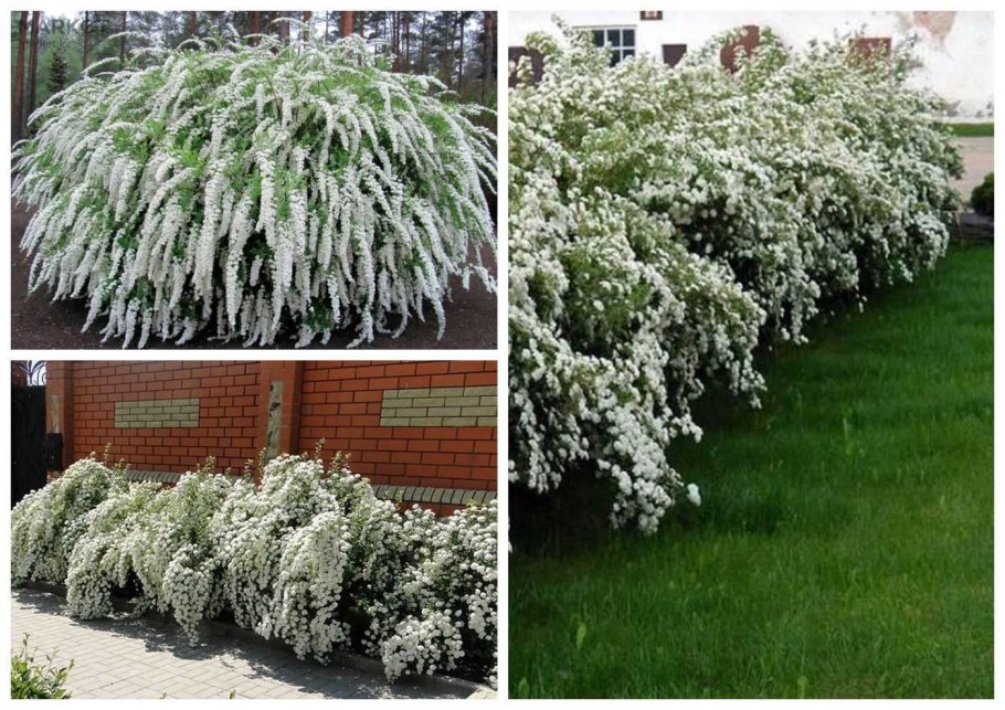 Спирея японская Вангутта