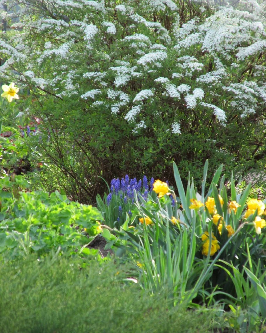 Спирея Грефшейм в миксбордере