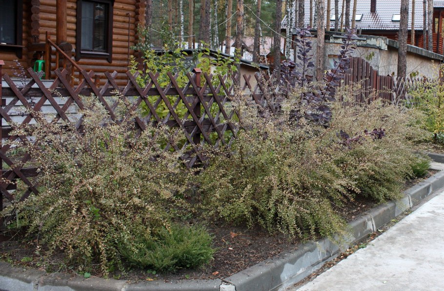 Спирея серая