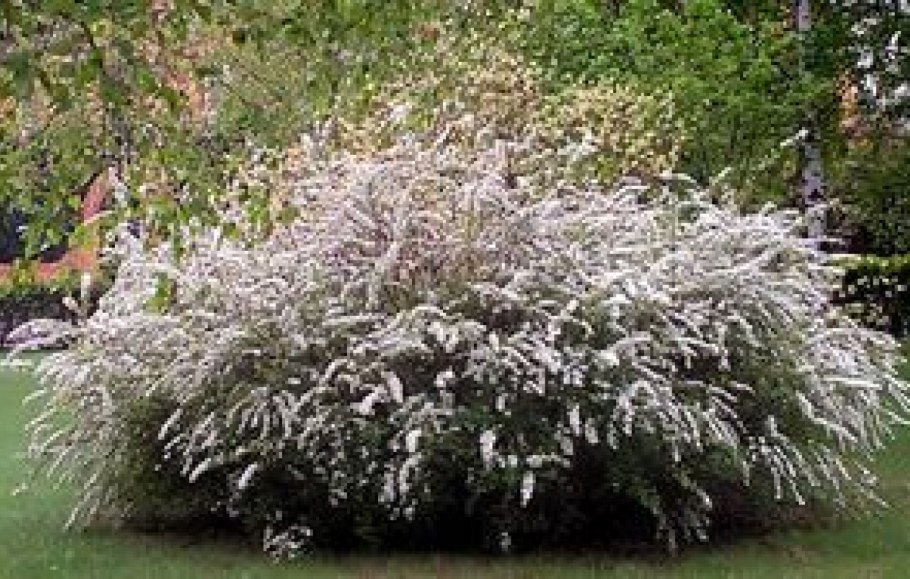 Спирея Грефшейм компаньоны