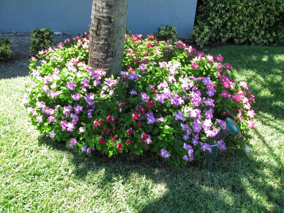 Бальзамин катарантус