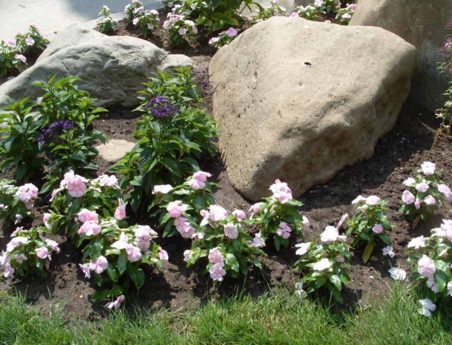 Катарантус в цветнике