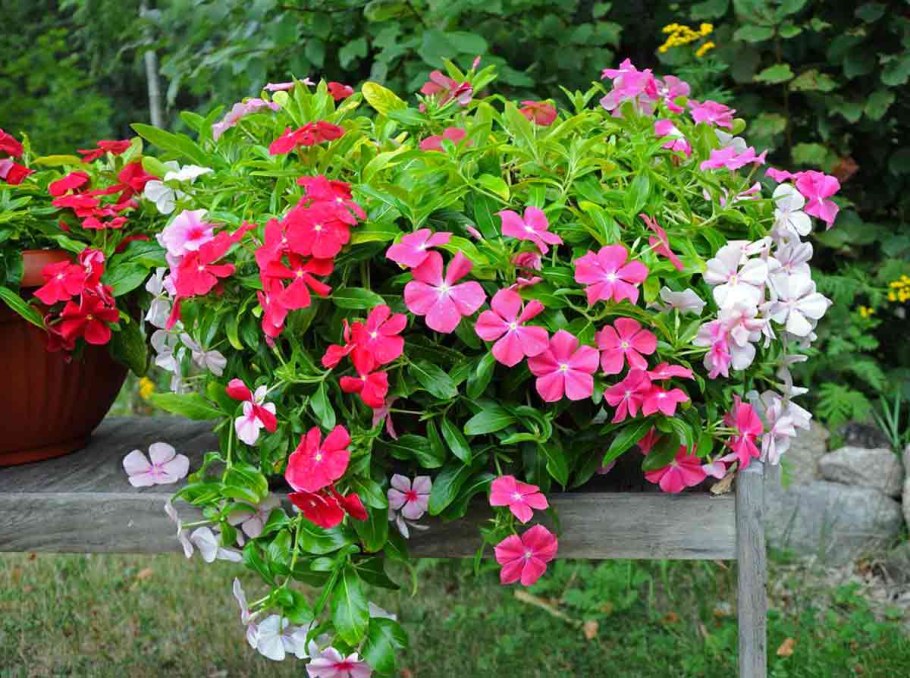 Катарантус ампельный Медитерранеан