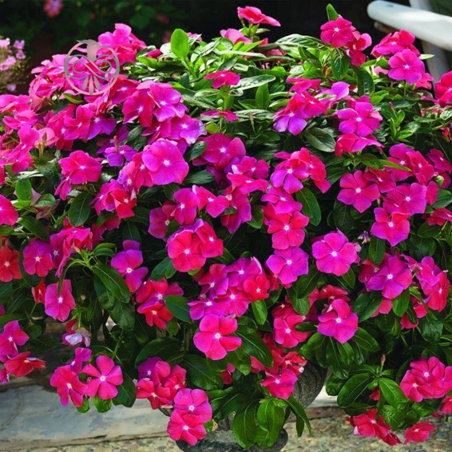 Катарантус ампельный Атлант