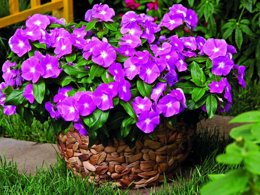 Катарантус Барвинок цветок