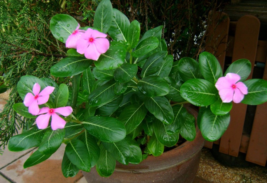 Барвинок катарантус