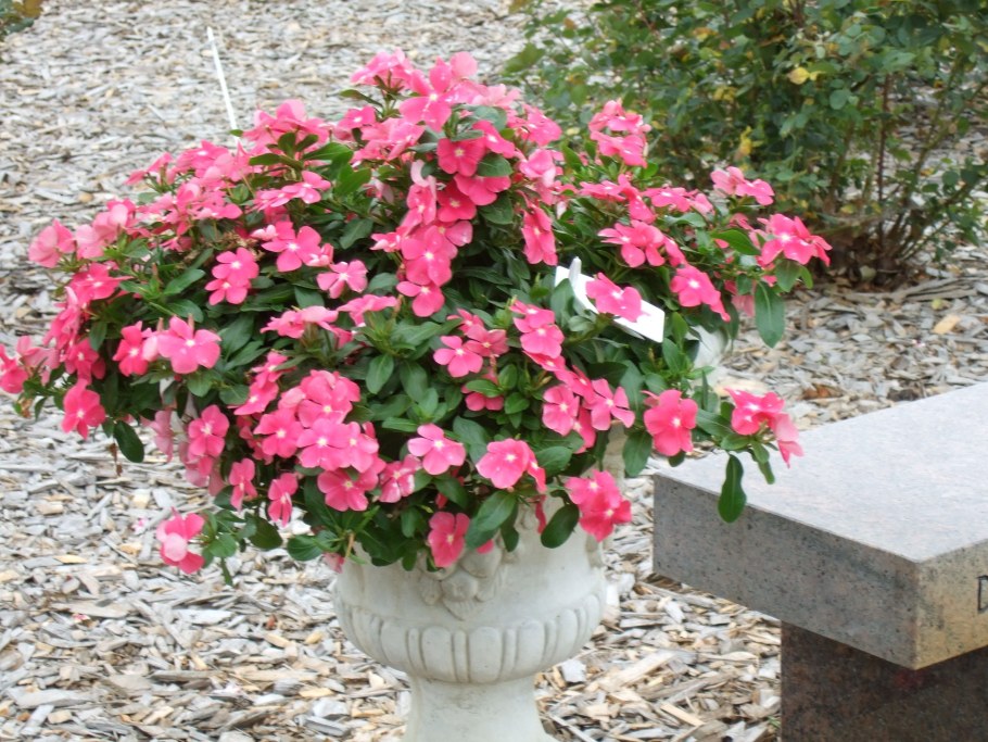 Барвинок розовый катарантус Сицилия