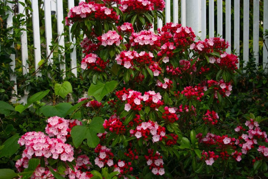 Кальмия для живой изгороди