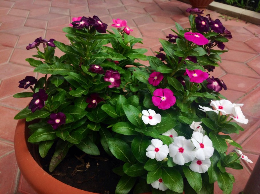 Катарантус Казанова