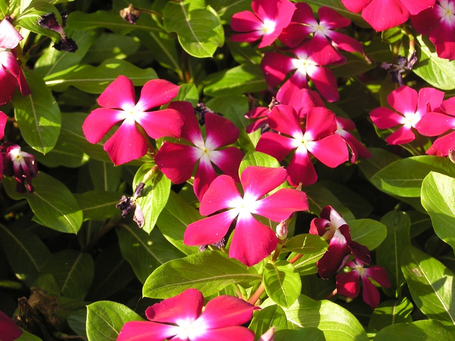 Catharanthus ovalis