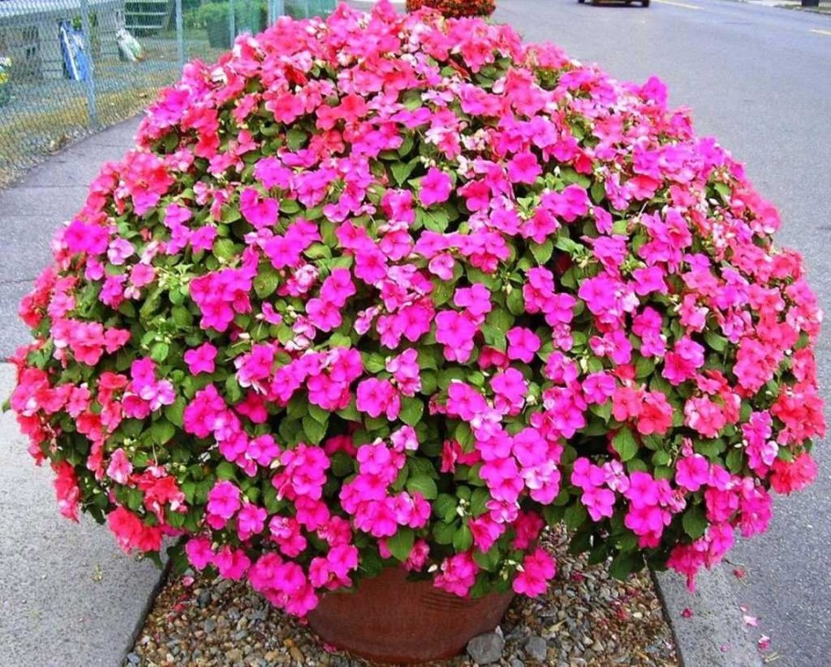 Бальзамин садовый - Impatiens balsamina