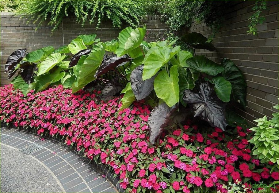 Барвинок в ландшафте