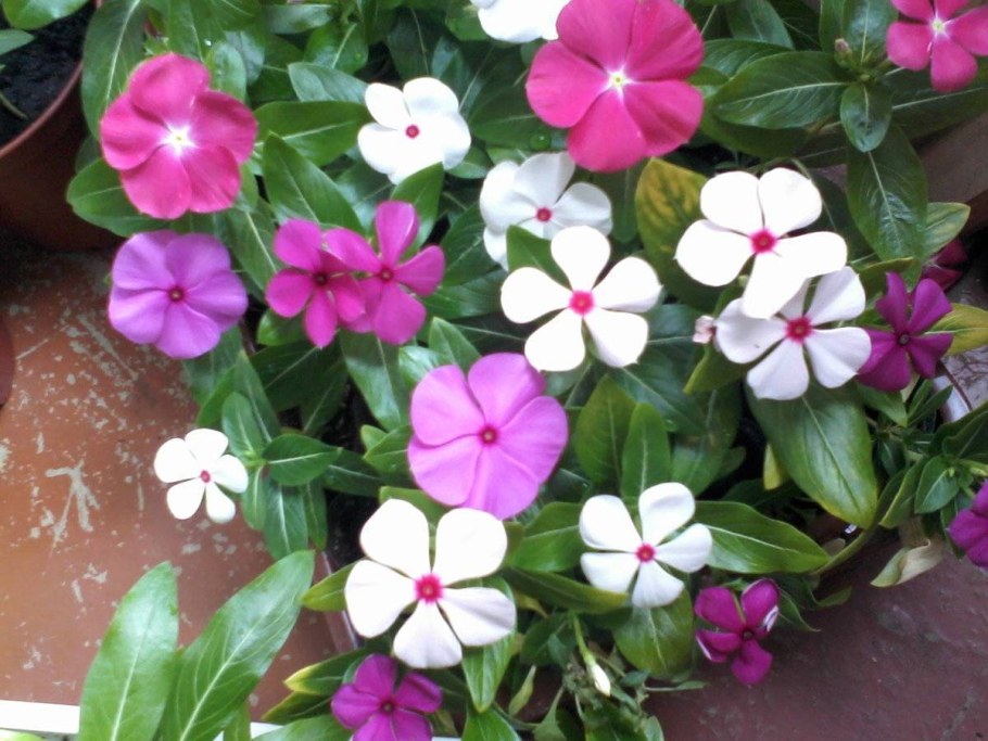 Катарантус розовый