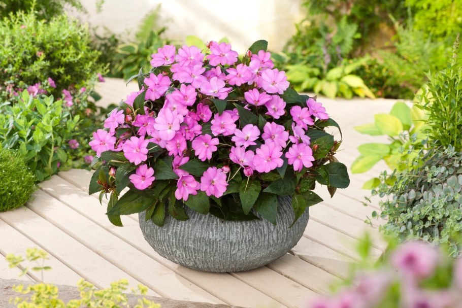 Катарантус и петуния