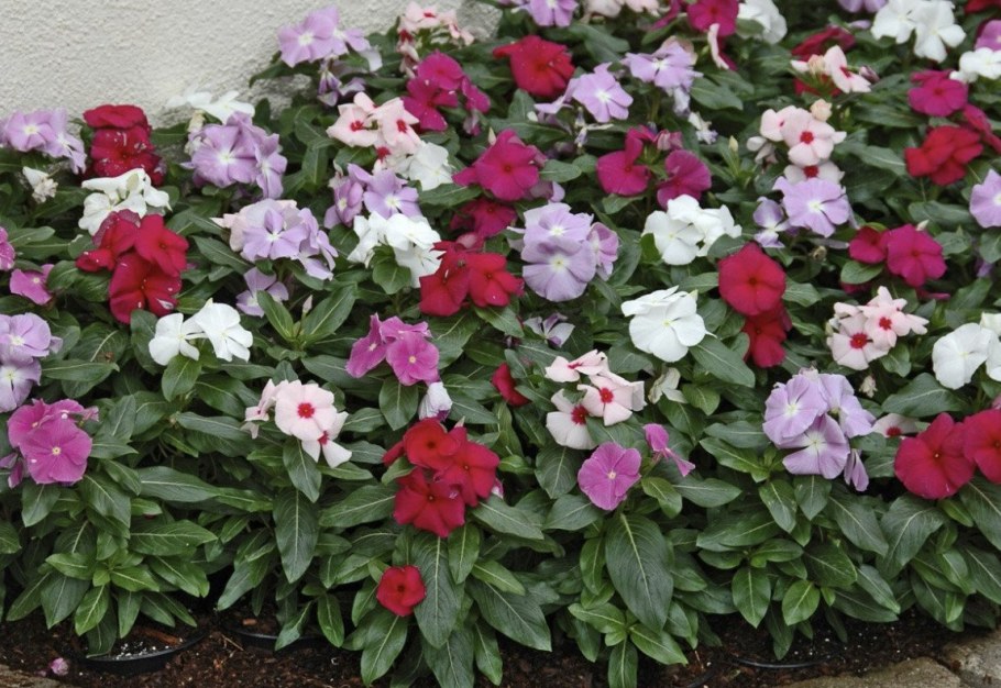 Катарантус Сицилия