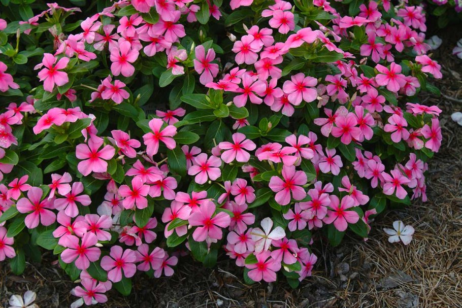 Катарантус Аристократ