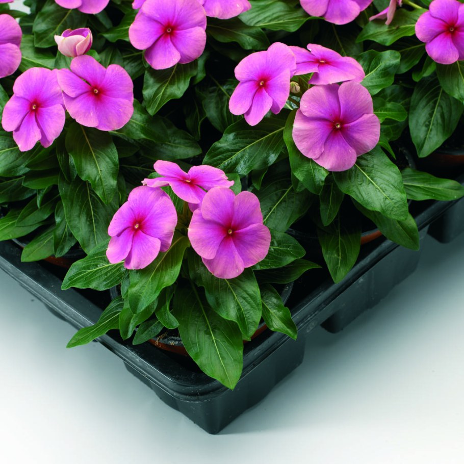 Катарантус розовый