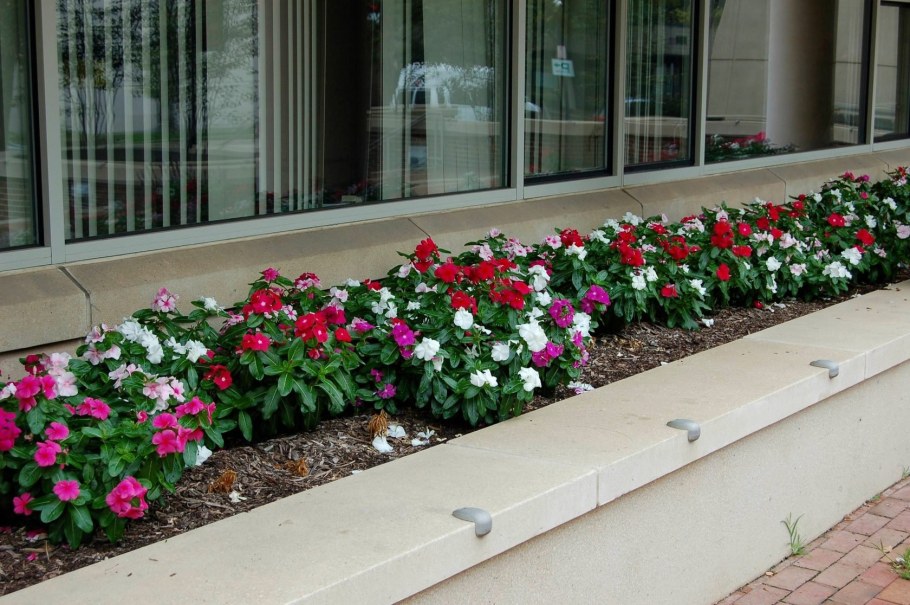 Бальзамин садовый