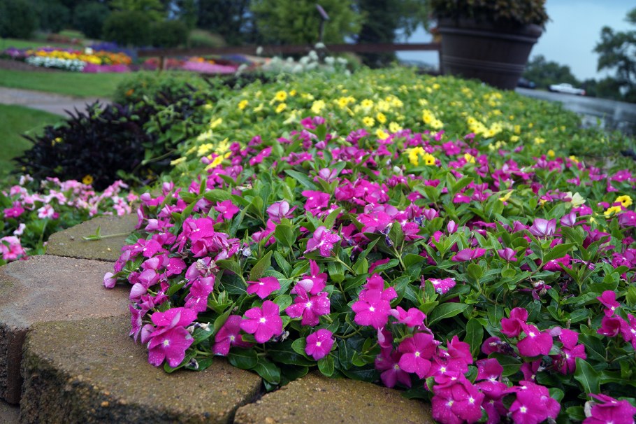 Катарантус Каскад