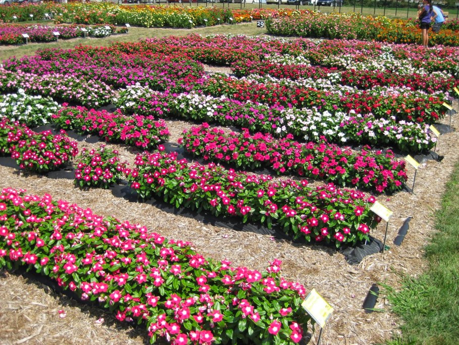 Катарантус на клумбе