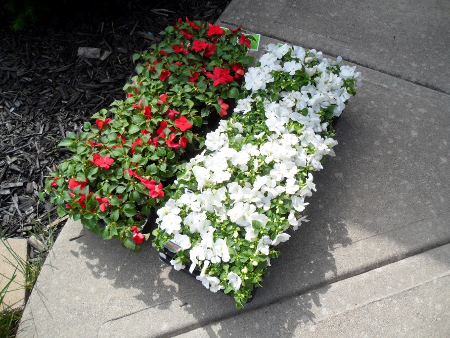 Импатиенс ампельный “акробат” f1 Роуз