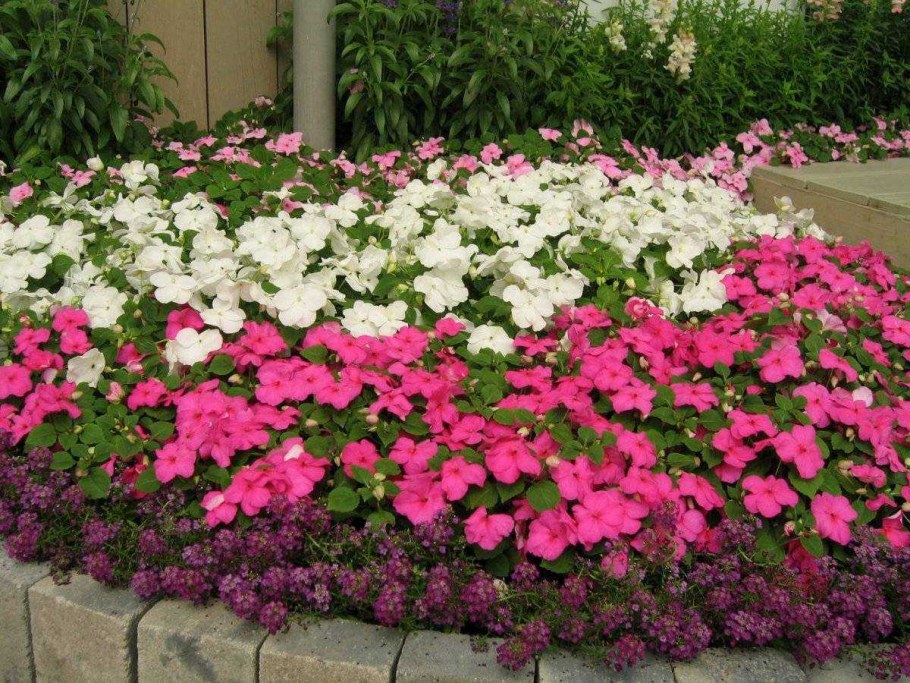 Бальзамин Уоллера на клумбе