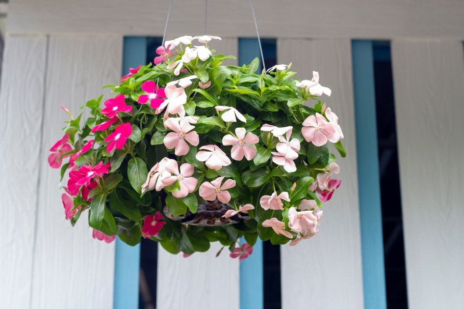 Катарантус ампельный