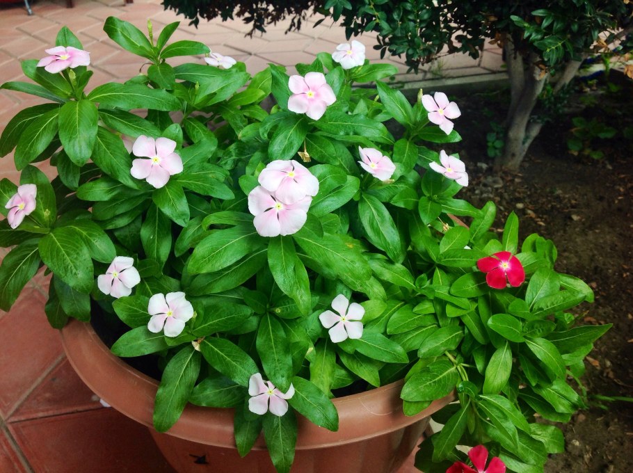 Катарантус Казанова