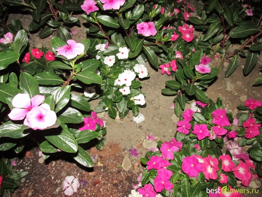 Катарантус Медитерранеан