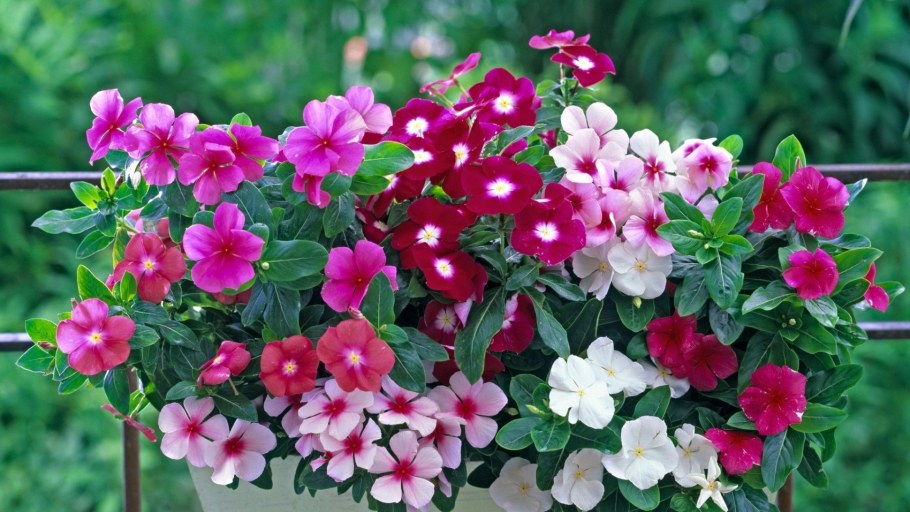 Катарантус гибридный