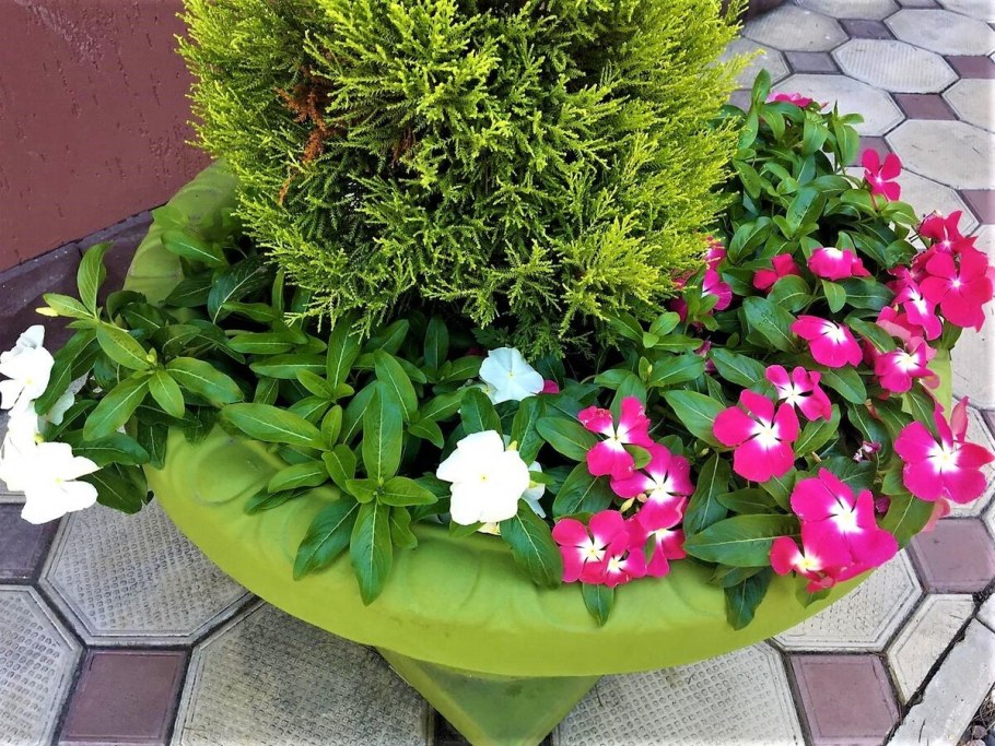 Катарантус кустовой