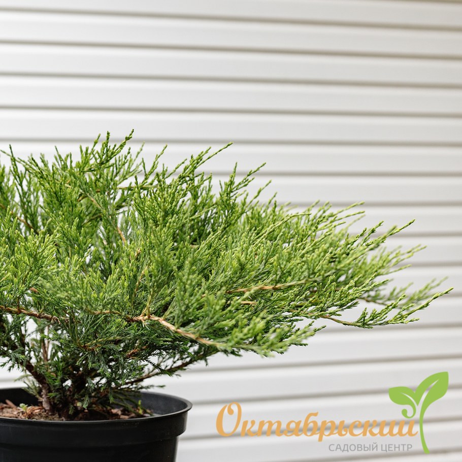 Можжевельник горизонтальный Андорра компакта (с2/с3 h20-25)