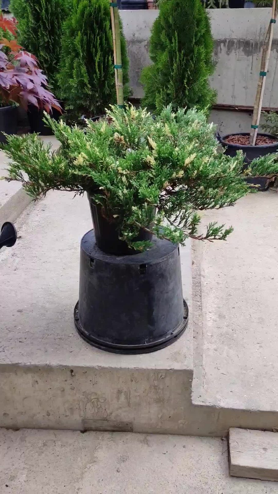 Можжевельник горизонтальный Andorra variegata