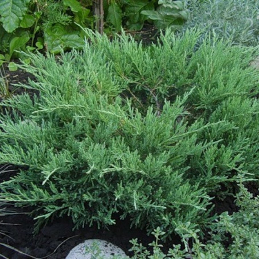 Можжевельник горизонтальный Andorra compacta