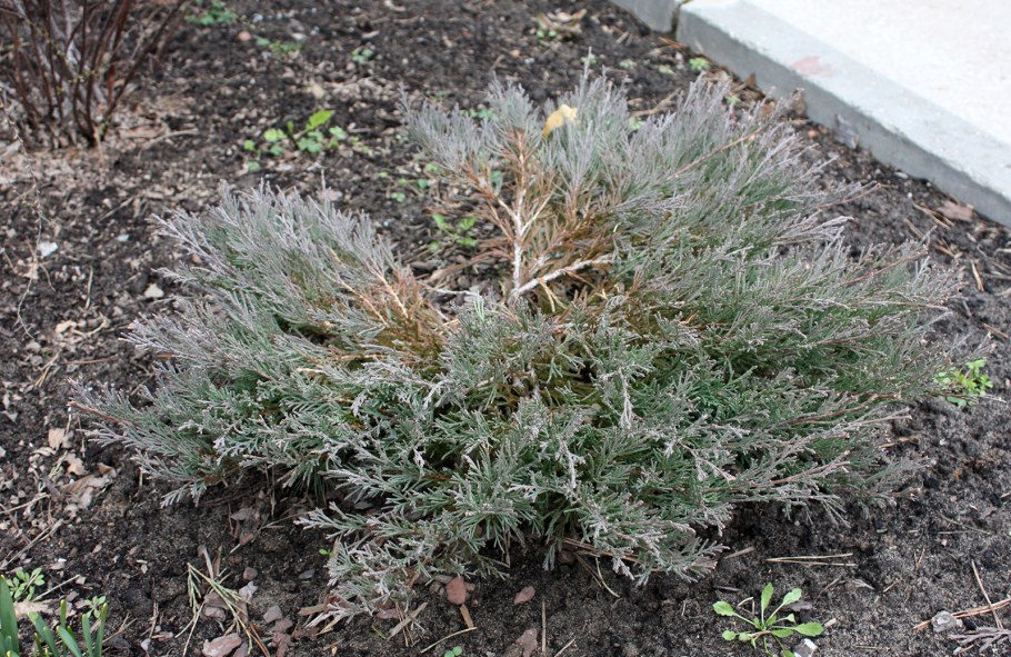 Можжевельник Андора компакта