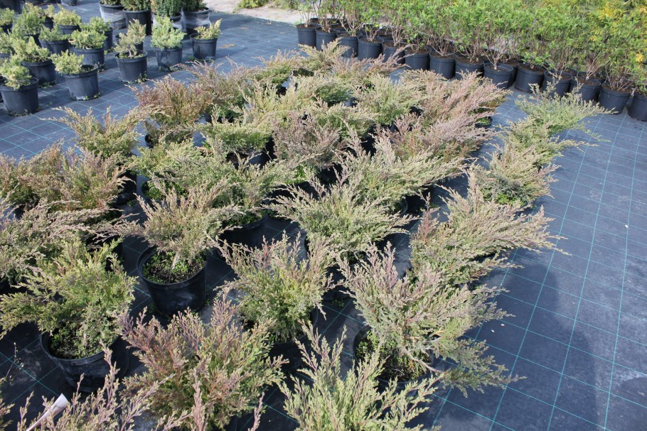 Можжевельник горизонтальный Андорра компакт